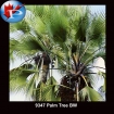9347 Palm Tree