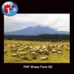Sheep Farm NZ