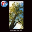 Kauri Tree TAS