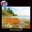 10577 Sea Weeds