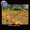 10639 Pumpkin Field