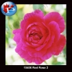 10406 Red Rose
