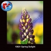 10631 Spring Delight