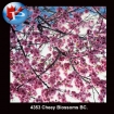 4353 Cherry Blossoms