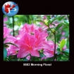 5663 Morning Floral
