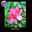 5680 Orchid