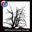 10970 Ancient Pine AB.