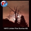 10972 Limber Pine Sunrise AB.