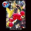 1250 Cherries