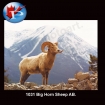 1031 Big Horn Sheep