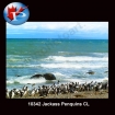 10342 Jackass Penguins