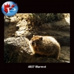 4607 Marmot