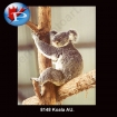 8148 Koala